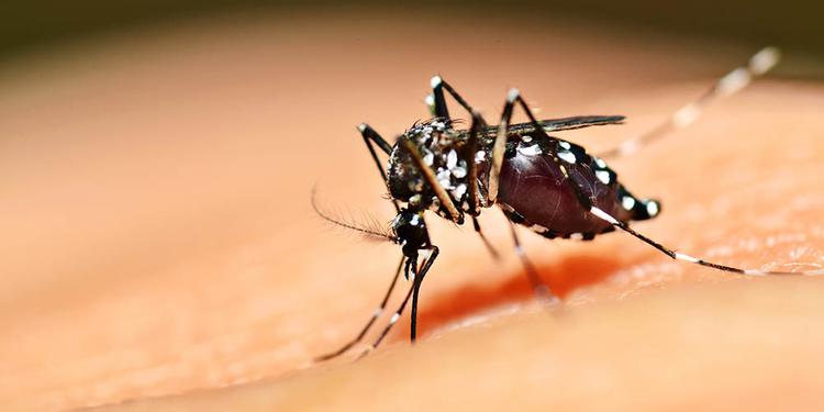 dengue - mais uma morte suspeita em ribeirão preto